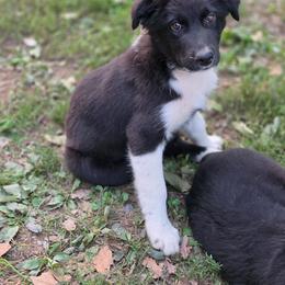 Latigo - Black & white male Australian Shepherd puppy in Keyser, West Virginia from Heartfelt Hollow Farm