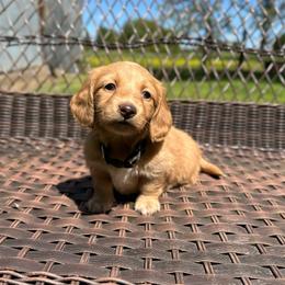 Cleo - Red female Dachshund puppy in Stilwell, Oklahoma from Mountain Top Dachshunds