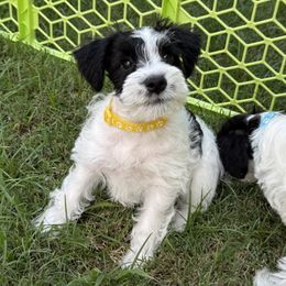 Sunny - Parti male Miniature Schnauzer puppy in Howe, Texas from Poppy’s Mini Schnauzers