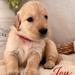 Joy - Light golden female Golden Retriever puppy in San Bernardino, California from Thegoldendreams1