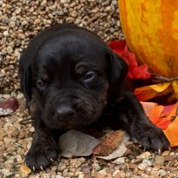 Boy 2 - Black male Catahoula Leopard Dog puppy in Gadsden, Alabama from Rich Cat’s