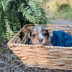 Donald - Blue merle male Aussiedoodle puppy in Tryon, North Carolina from Melrose Mountain Farm