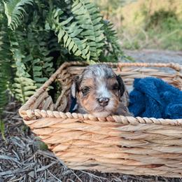 Donald - Blue merle male Aussiedoodle puppy in Tryon, North Carolina from Melrose Mountain Farm