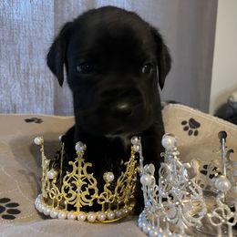 Cane Corso and Lowchen Puppies from High Royal Kennel