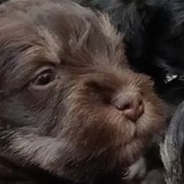 Miniature Schnauzers from Kenton Kennels