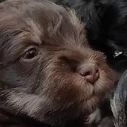 Miniature Schnauzers from Kenton Kennels