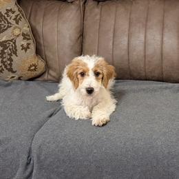 Daisy, Female, Yellow Collar - Parti female Goldendoodle puppy in Valley Center, Kansas from The Goldendoodle Gal