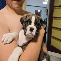 Boston Terrier and Boxer Puppies from Quinney’s Boxers and Boston Terriers