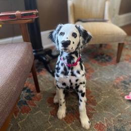 Dalmatian Puppies from Spotted Jewels Dalmatians