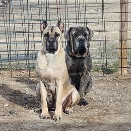 Ohana - Fawn female Cane Corso puppy in Hay Springs, Nebraska from Jackson's Cane Corsos