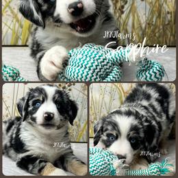 (7) Sapphire, BMF - Blue merle female Miniature American Shepherd puppy in Huntington, Texas from JKKJ Farms, LLC