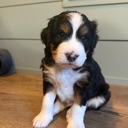 Nike - Tri-color male Bernedoodle puppy in Las Vegas, Nevada from Perfect Bernedoodles