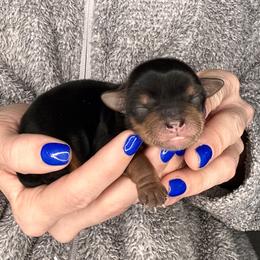 Meeko - Black and tan male Yorkshire Terrier puppy in West Fargo, North Dakota from A Yorkie Tale