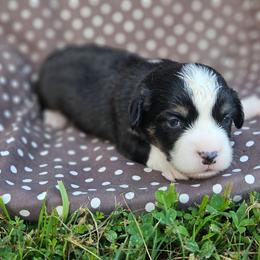 Rhett - Black and tan male Pembroke Welsh Corgi puppy in Orrtanna, Pennsylvania from Mountain Top Shepherd's