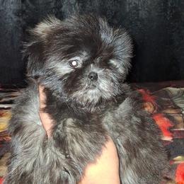 Girl 1 - Silver female Shih Tzu puppy in Birmingham, Alabama from K&D kennels