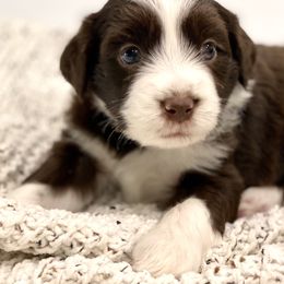 Aussiedoodle Puppies from Ever After Mini Doodles