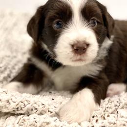 Aussiedoodle Puppies from Ever After Mini Doodles