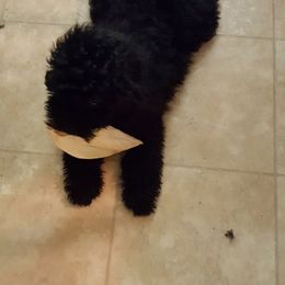 Puli Puppies from Bowmaker Puli Kennel
