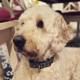 Ollie - Goldendoodle