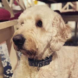 Ollie - Goldendoodle