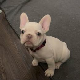Emmy - Cream female French Bulldog puppy in Spokane, Washington from Lilac City Frenchies