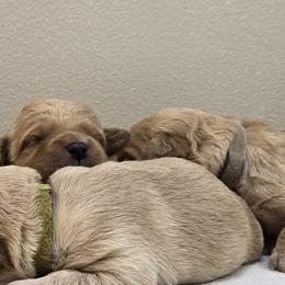 Girl 3 - female Goldendoodle puppy in Milford, Michigan from Servant Kennel