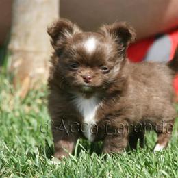 Chihuahua Puppies from Cane River Chihuahuas