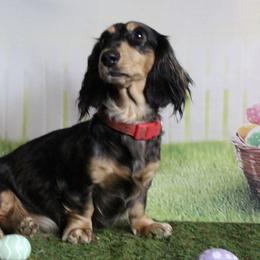 Stella - Dachshund