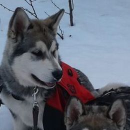 Alaskan Malamutes from WhiteHawk Alaskan Malamutes