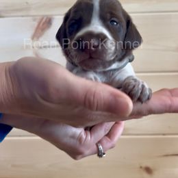 Willow - Gray Female - Liver roan German Shorthaired Pointer puppy in Payneville, Kentucky from Roan Point Kennel