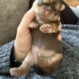 Cinnamon - Chocolate and tan male Shih Tzu puppy in Connersville, Indiana from Anna’s Farmhouse Shihtzus