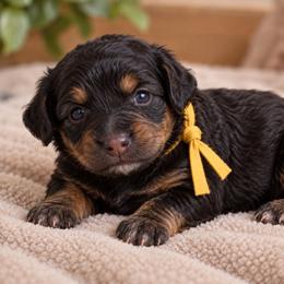 Toffee - Phantom female Goldendoodle puppy in Surprise, Arizona from Gentle Paw Poodles and Doodles