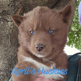 Light blue boy - Red and white male Siberian Husky puppy in Terre Haute, Indiana from April's Huskies