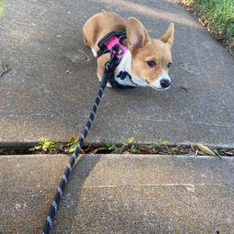 Pembroke Welsh Corgi Puppies from South Texas Blue Collar Corgis
