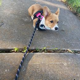 Pembroke Welsh Corgi Puppies from South Texas Blue Collar Corgis