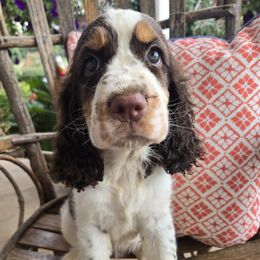 Pipper - Liver white and tan female English Springer Spaniel puppy in Statesville, North Carolina from BAR Z Springers
