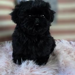 Solid Black - Black female Shih Tzu puppy in Modesto, California from Debbie's Darling Shih Tzus