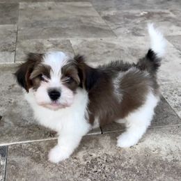 Havanese Puppies from Delightful Havanese