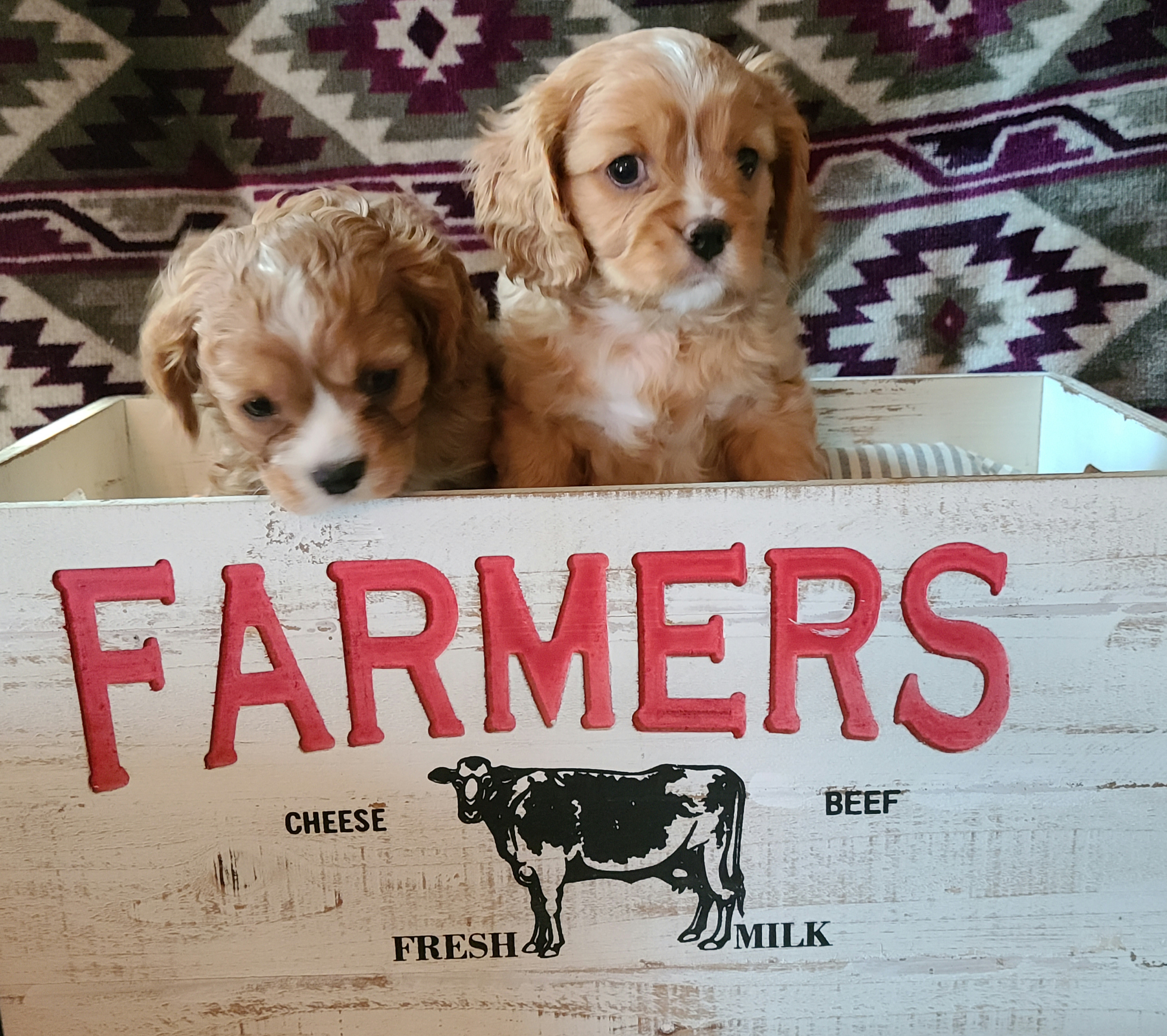 Cavalier King Charles Spaniel Puppies from Pepperhill Puppies