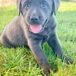 Labrador Retriever Puppies from Junction Labradors