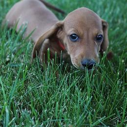 Boy 4 - Red male Dachshund puppy in Craig, Colorado from Rocky Mountain Shih Tzus and Dry Creek Miniature Dachshunds