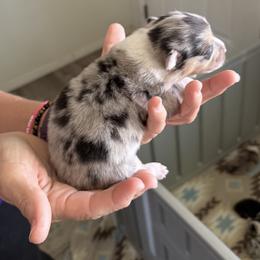 Hallie - Blue merle and white female American Corgi puppy in Anderson, California from Flying K Corgis