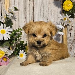 Prince - Gold male Morkie puppy in Monticello, Iowa from Ashley’s Puppies