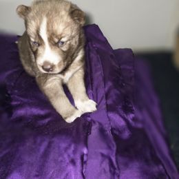 Siberian Husky Puppies from Sierra Pace