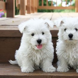 West Highland White Terrier Puppies from The West Acres