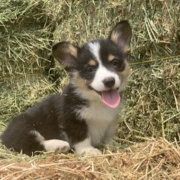 Pembroke Welsh Corgi Puppies from Nunas Corgis