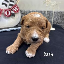 Cash - Red  male Goldendoodle puppy in Annville, Pennsylvania from Bellegrove Goldendoodles