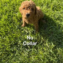 No Collar - Red  female Goldendoodle puppy in Landis, North Carolina from Shelbys Doodle Farm