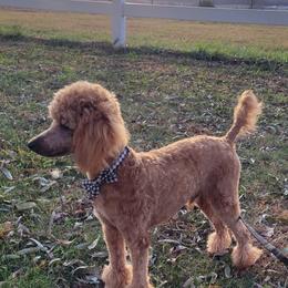 Aussiedoodle, Cavapoo, and Poodle All Grown Up from B&M Cottonwood Canines
