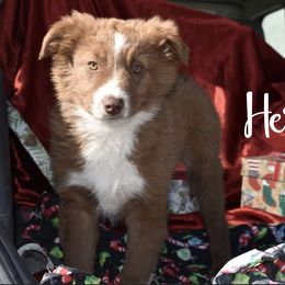 Herfst (German and Dutch for autumn) - Miniature Australian Shepherd puppy from Eagle River Aussies